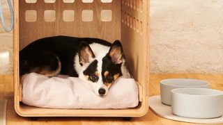 A small black, white, and tan dog lying in a Fable dog crate with 2 light grey dog bowls next to them