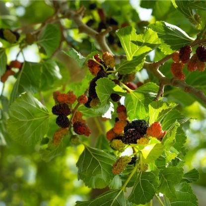 Ripening mulberries on mulberry tree