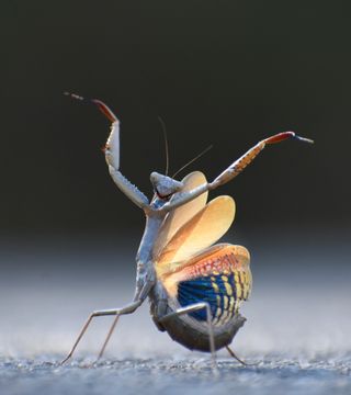 Mantis mediterranea (Iris oratoria) on the ground, front legs in the air