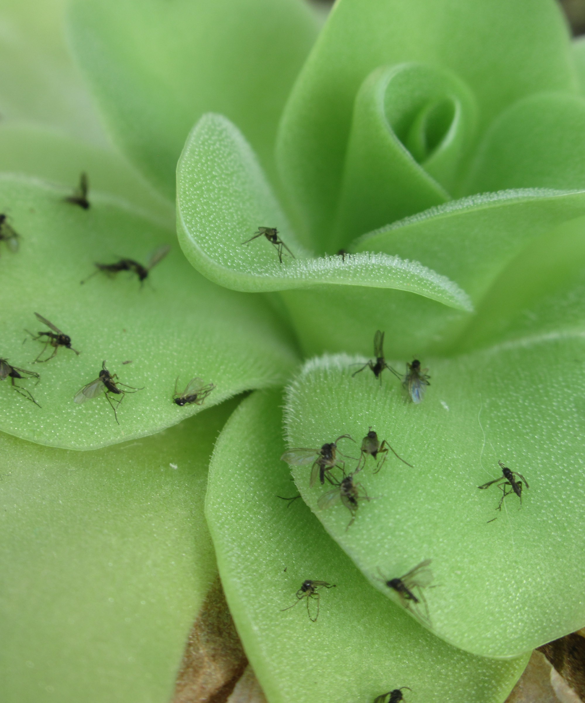 Vibrant leaves of the insect-eating Pinguicula plant, a botanical marvel in close-up