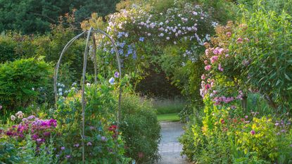 rose garden at RHS Rosemoor