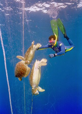 A diver attempts to rescue sea turtles caught in a fishing net.