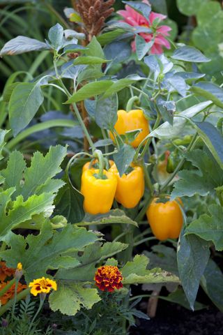 Immunity garden trend, companion planting peppers and flowers