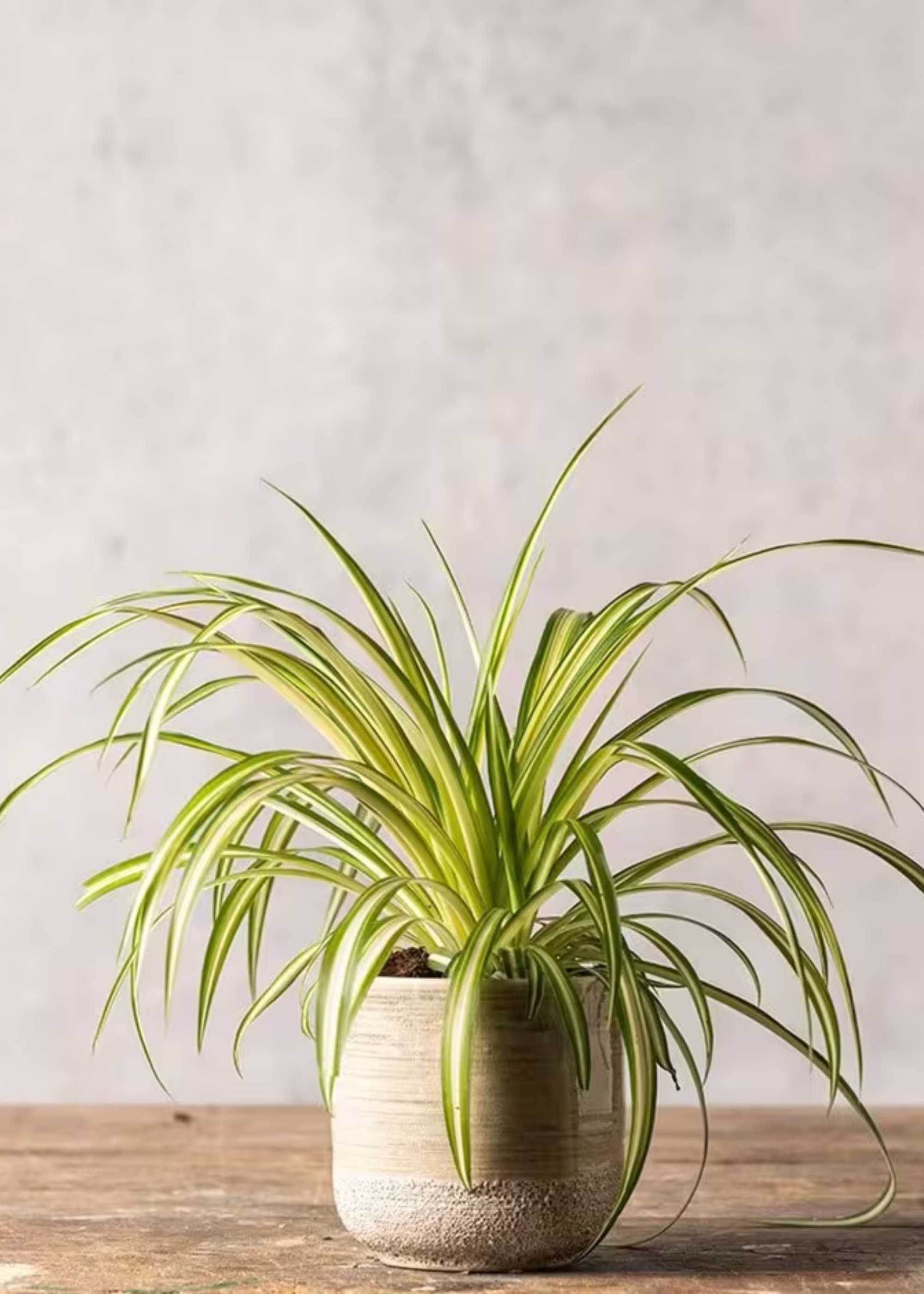 A chlorophytum comosum variegatum spider plant from Crocus
