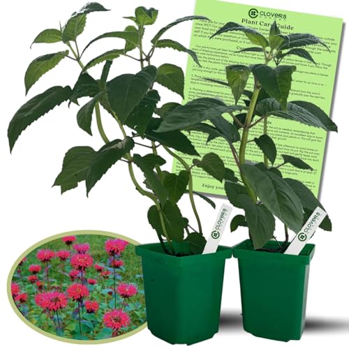 Amazon.com : Clovers Garden Bee Balm Balmy Rose (monarda) Plants – Two (2) Live Plants – Non-Gmo - Not Seeds - Each 4" to 8" Tall – in 4" Inch Pots – Hardy Flowering Perennial, Pollinator Favorite : Patio, Lawn & Garden