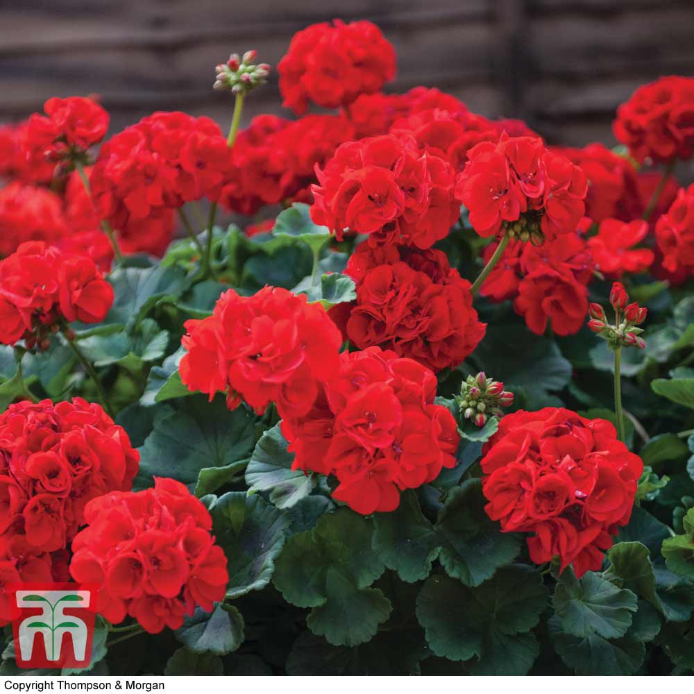 Geranium 'best Red' F1 Hybrid