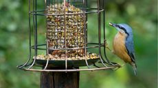Put pasta in bird feeder