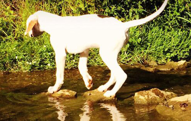 8 Heythrop puppy 2