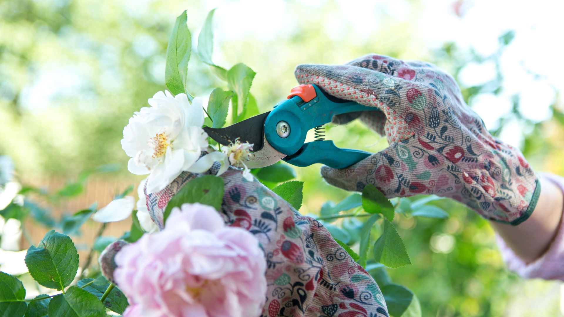 picture of woman pruning roses with secateurs