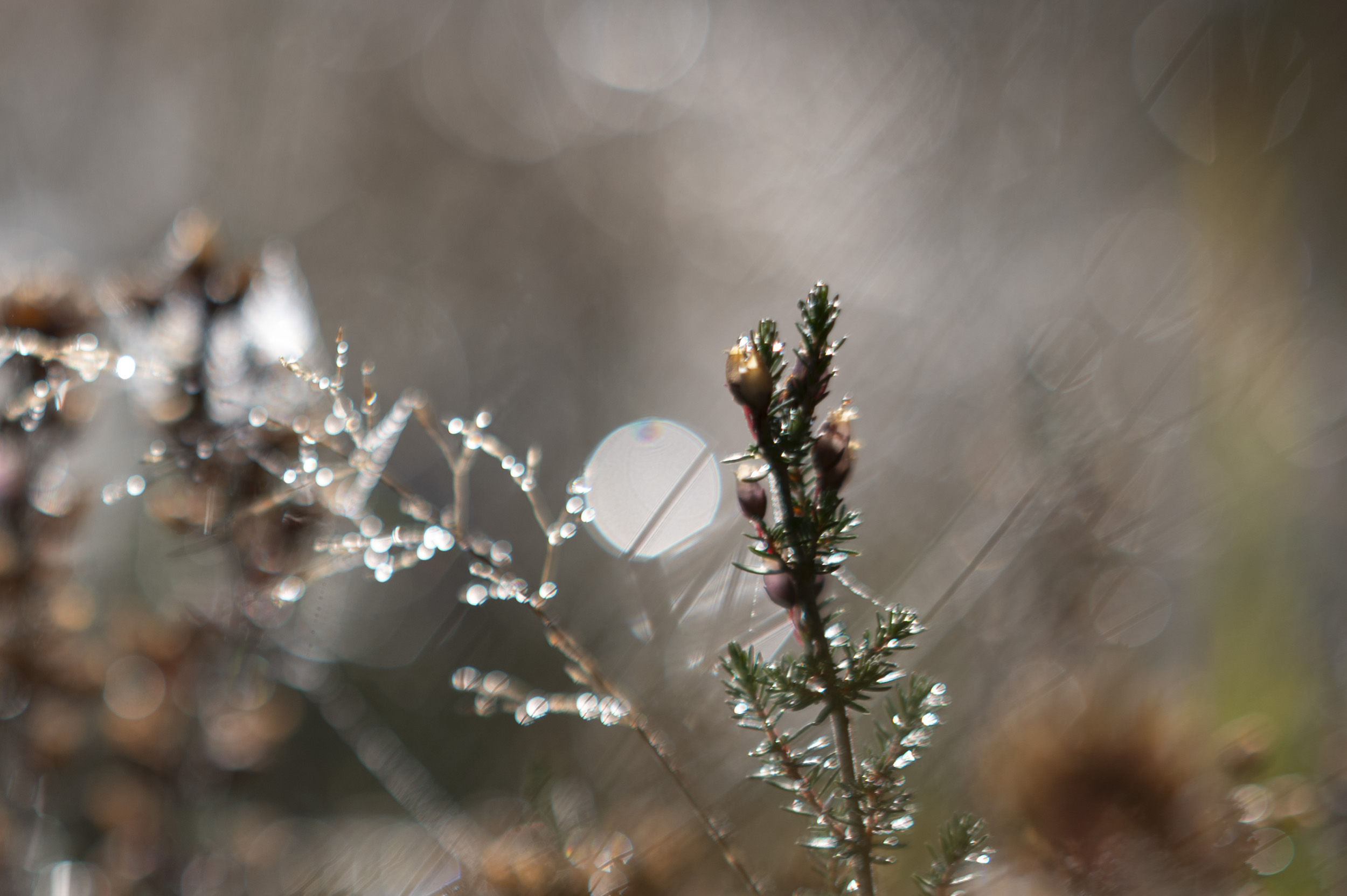 Backlit heather and dew-covered grass, taken with the Nikon Z 50mm f/1.4 at its various apertures