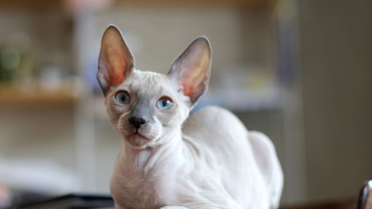 32 interesting facts about Cornish rex cats | PetsRadar