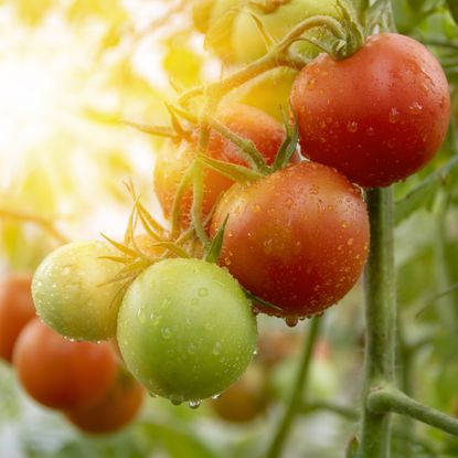 Tomatoes growing in the sun