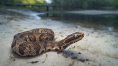 A cottonmouth coiled up by the water raises its head