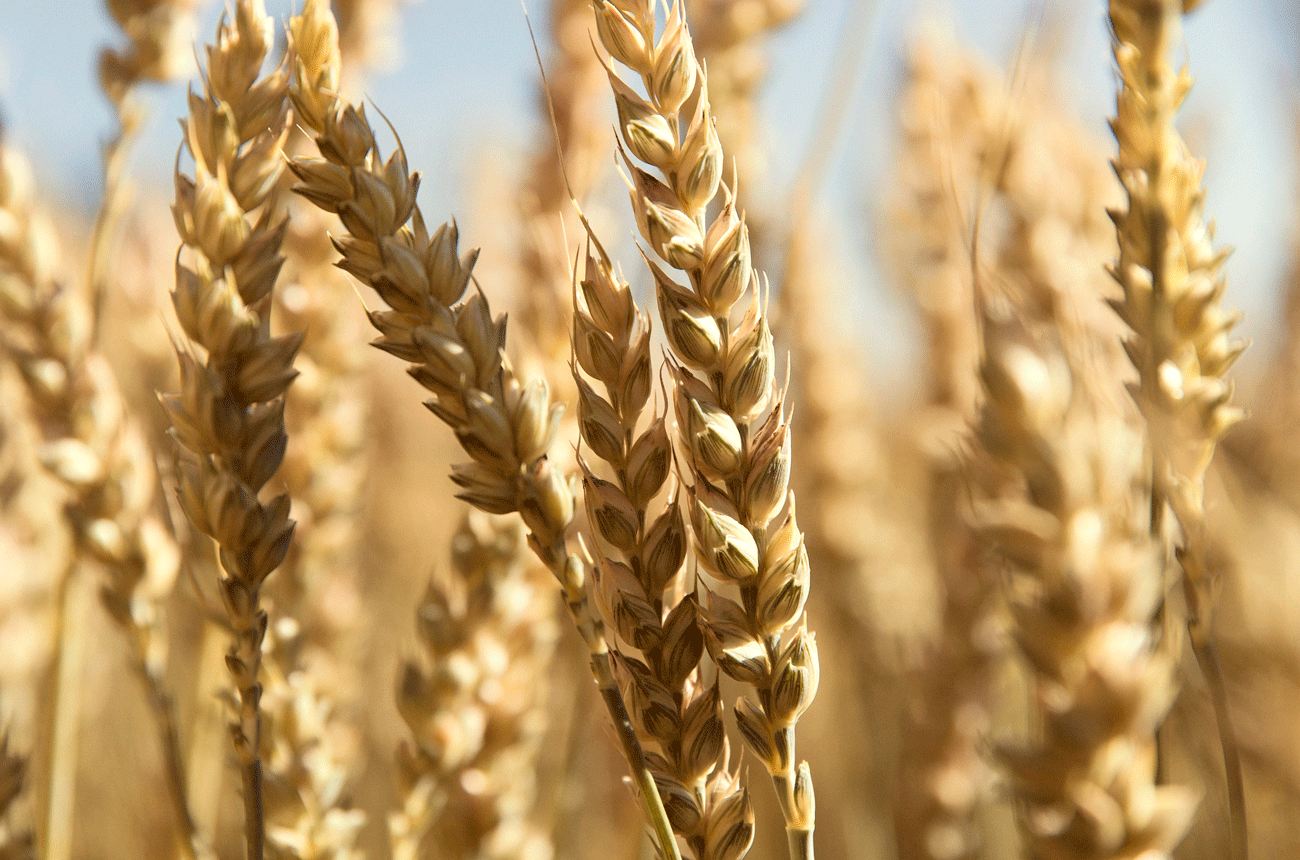 Swedish wheat