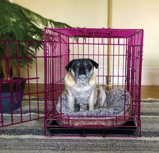 Backyard Expressions Colorful Dog Crate