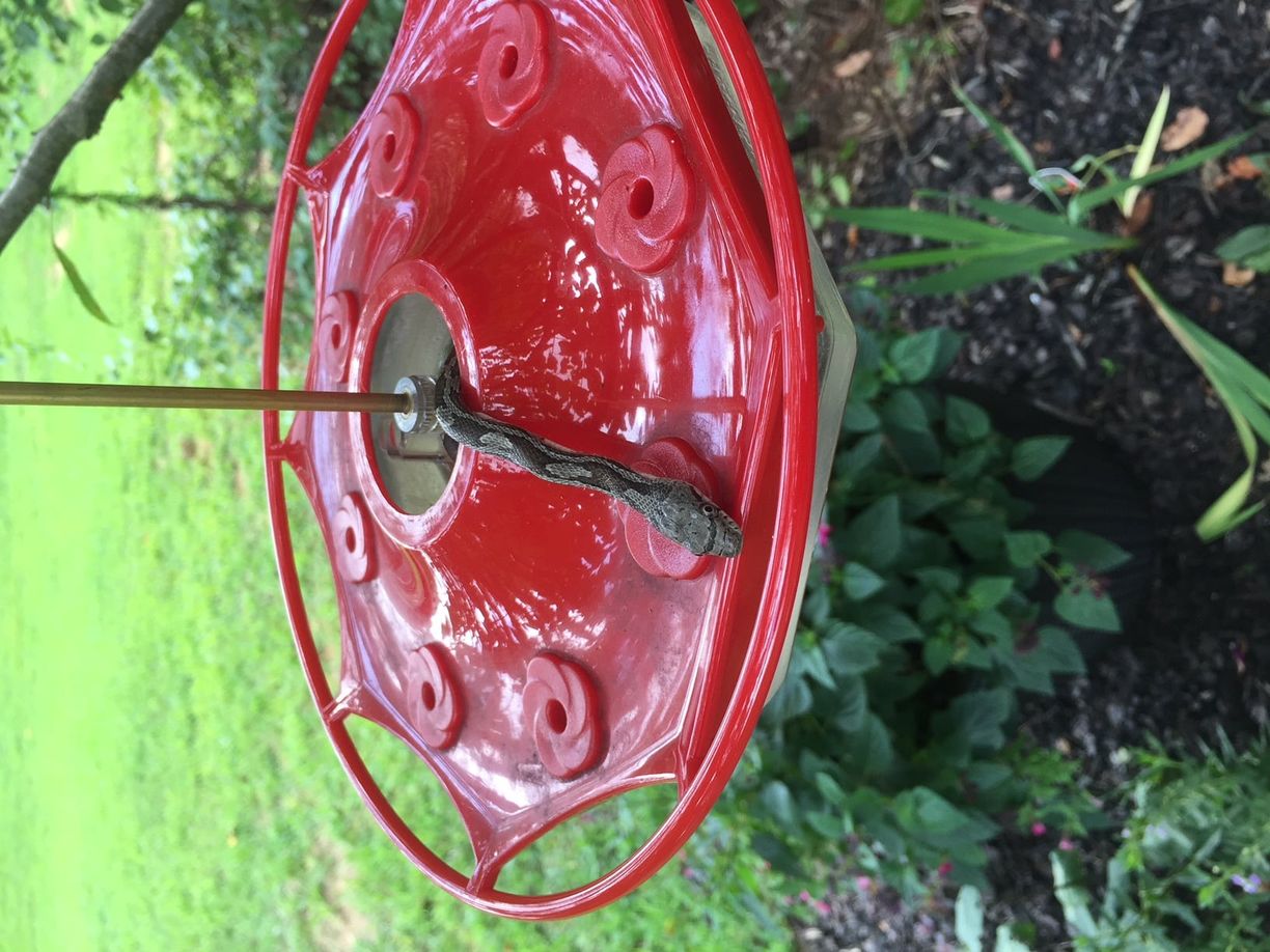 hummer feeder with snake e1537456107419