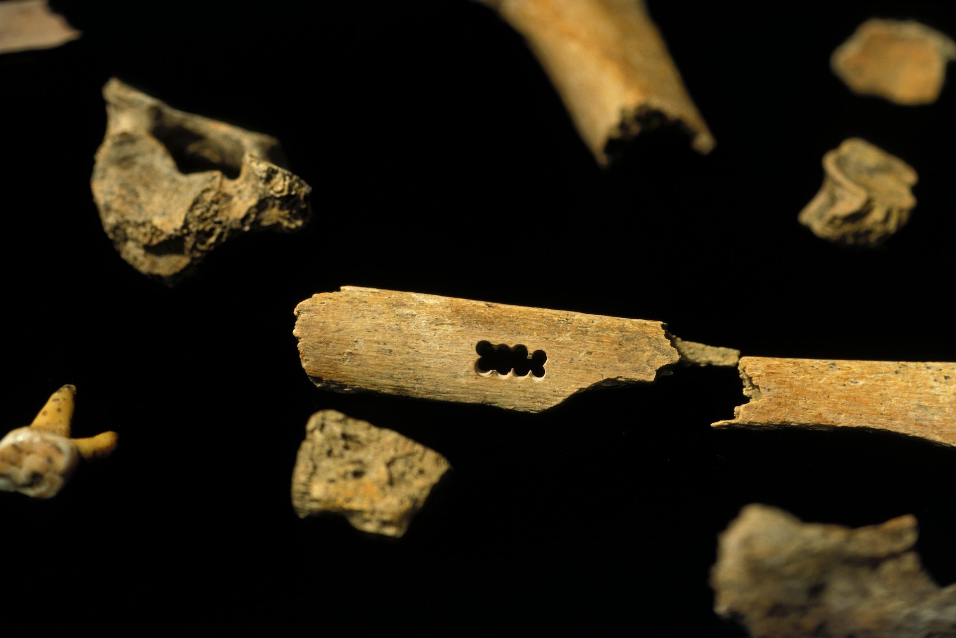 a collection of small Neanderthal bones against a black background