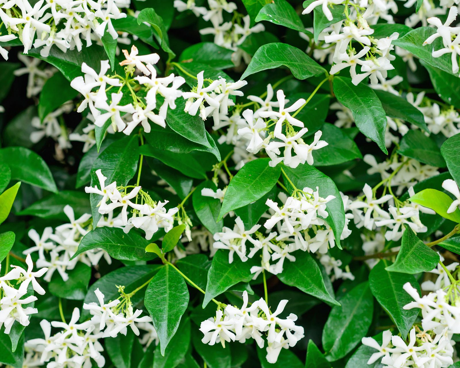 7 Evergreen Climbing Vines – For Surfaces That Look Good Year-Round ...