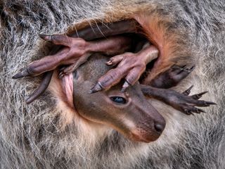 A baby wallaby huddled inside a pouch.