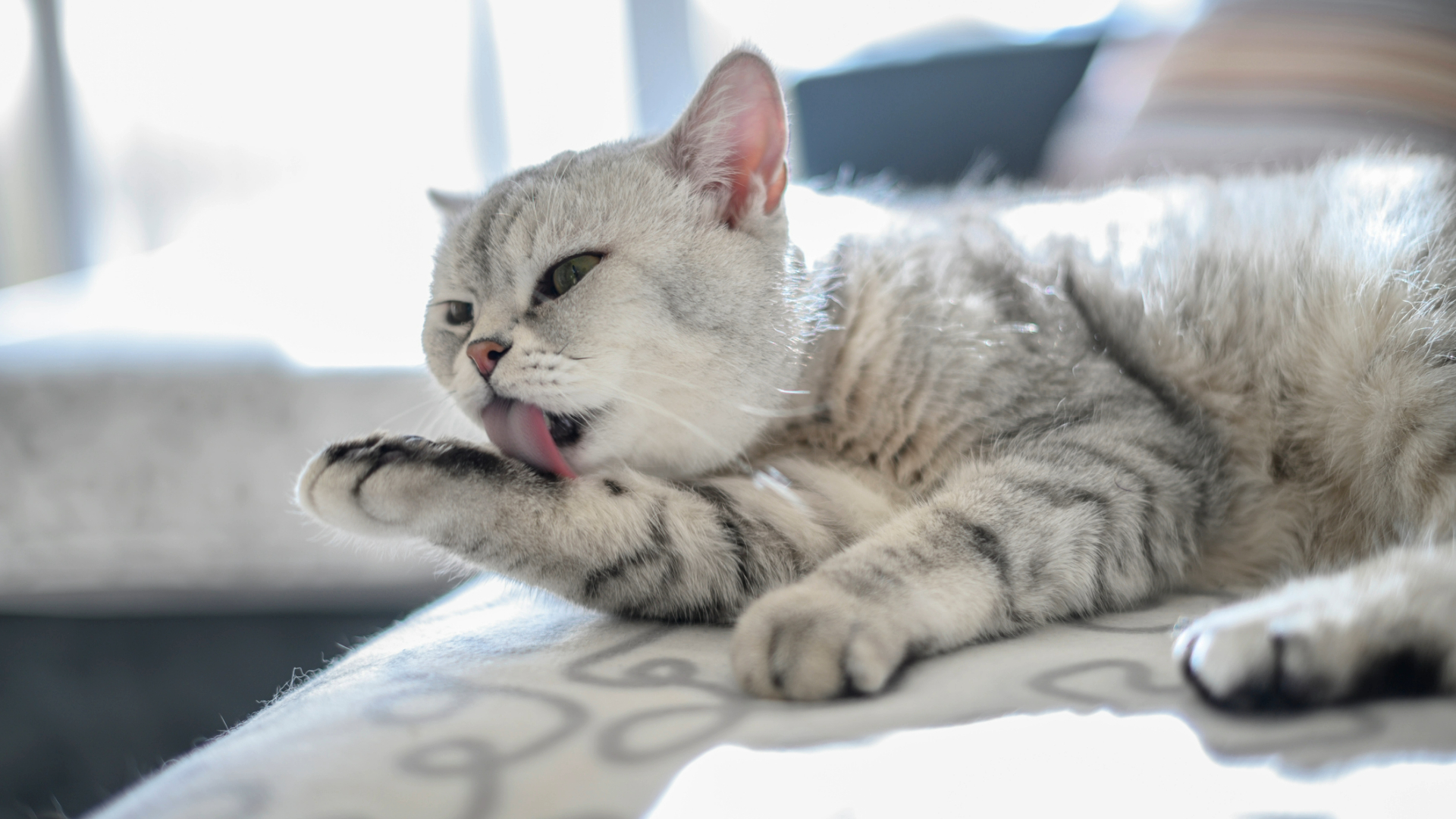 White cat licking his paw on the couch