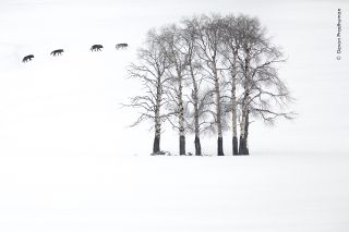 Wolves walking across a snowy landscape