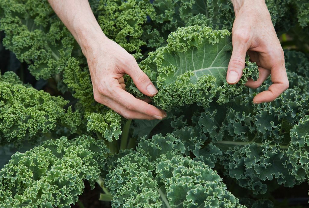 How to grow kale get a plentiful supply of this nutritious green