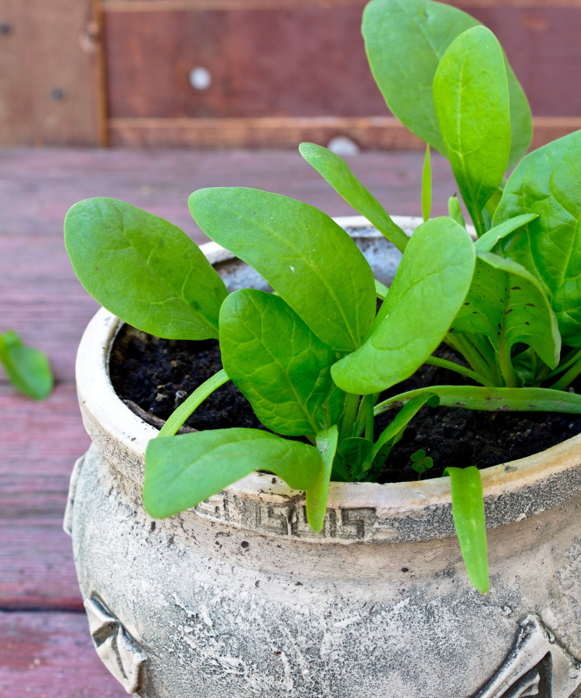 Spinach growing in a stone planter on a wooden table