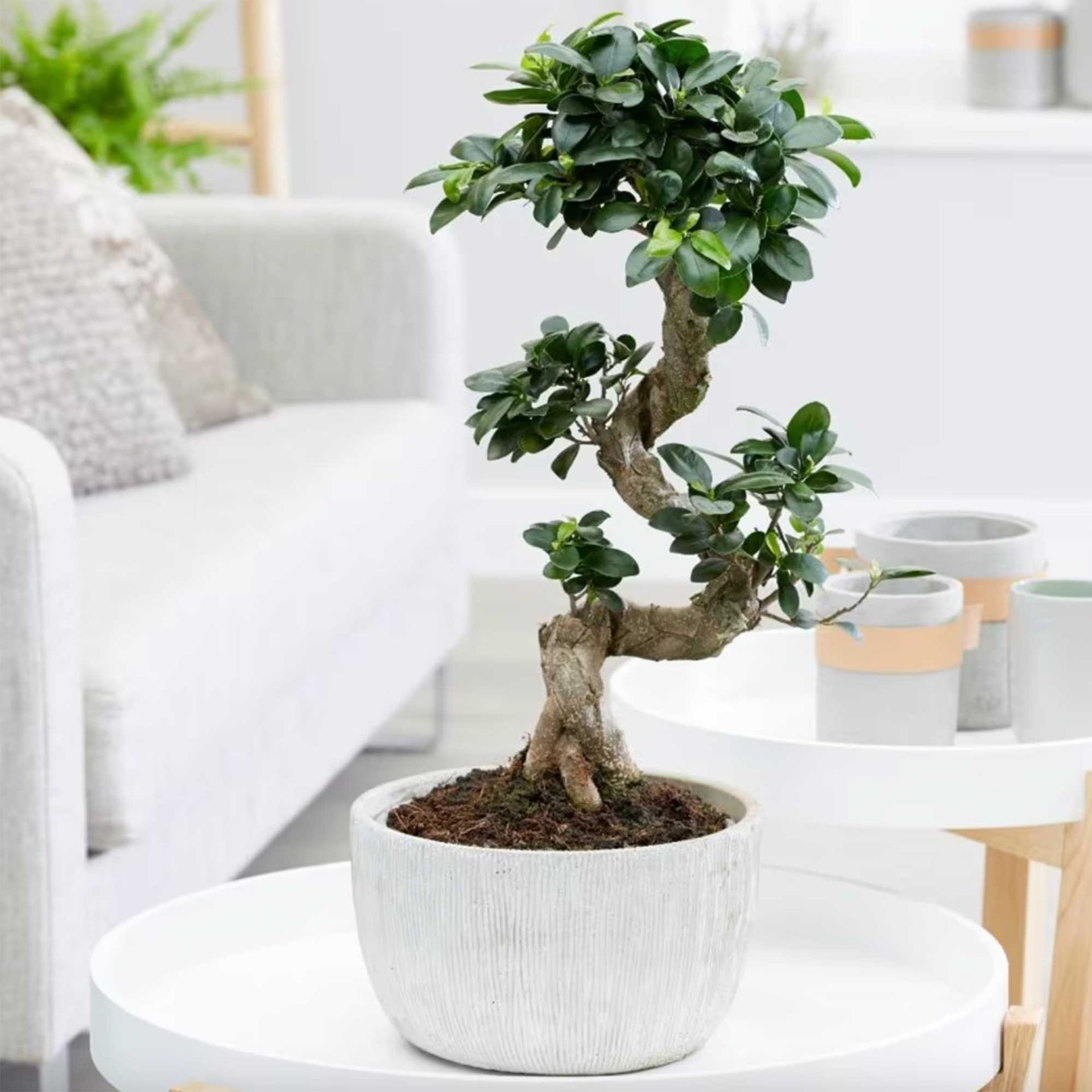 Ficus tree
