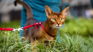 Abyssinian cat on leash