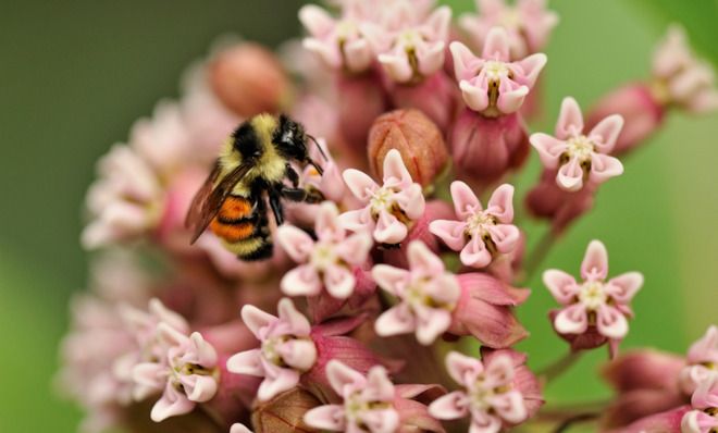 Common milkweed