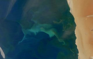 phytoplankton blooms from space