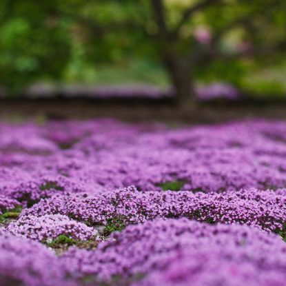 Creeping thyme covering the ground