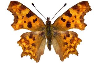 Comma butterfly