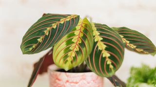 a prayer plant in sunlight inside home