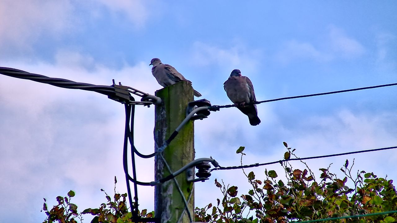 GoBirding Vision Master