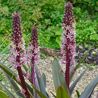 pineapple lily in garden