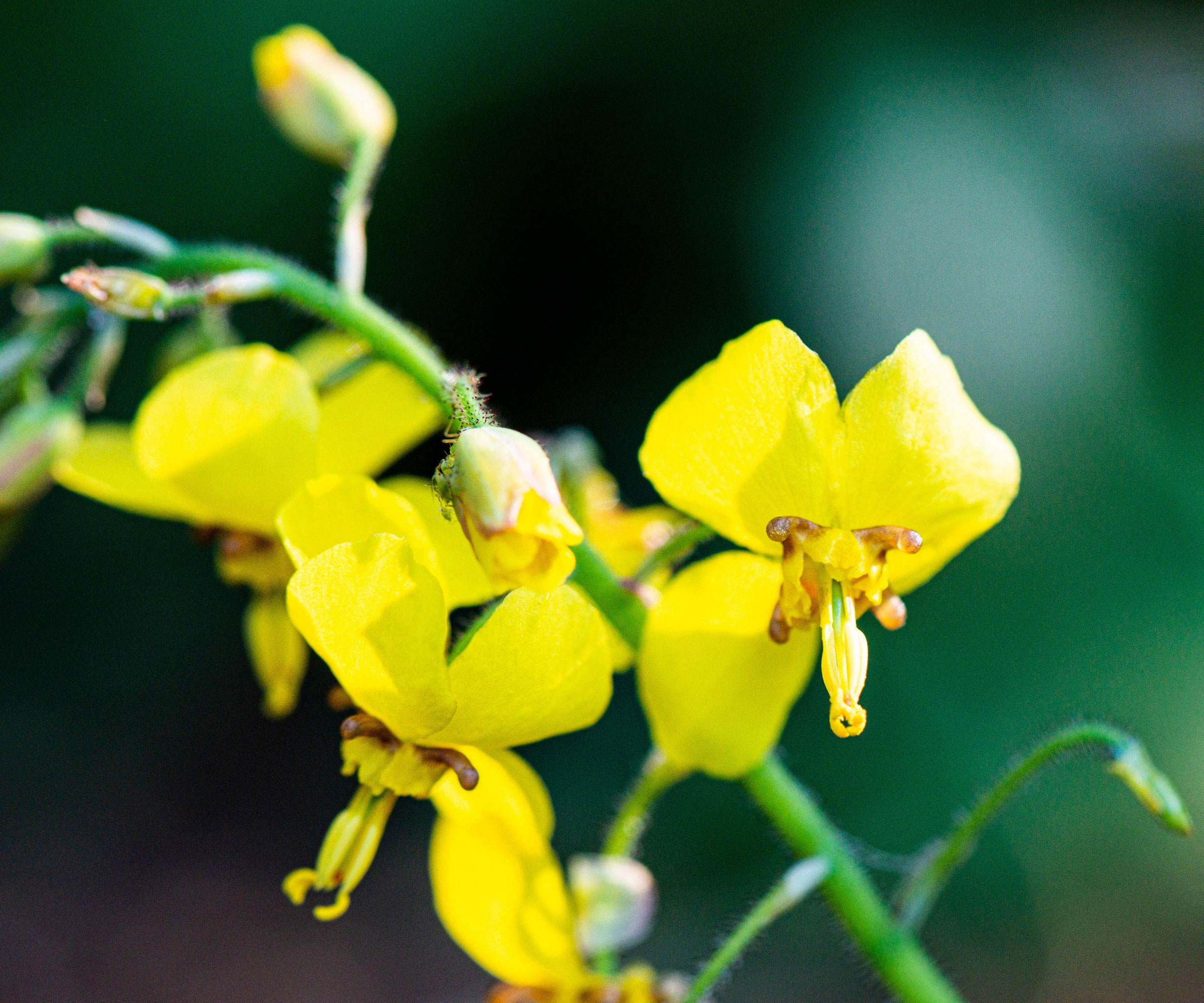 yellow flowers of Epimedium× perralchicum 'Fröhnleiten'