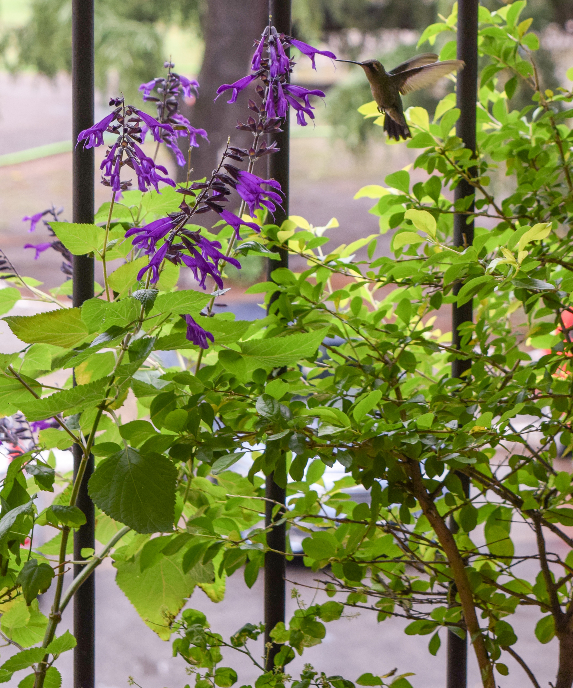 hummingbird feeding on a purple guarani sage flower