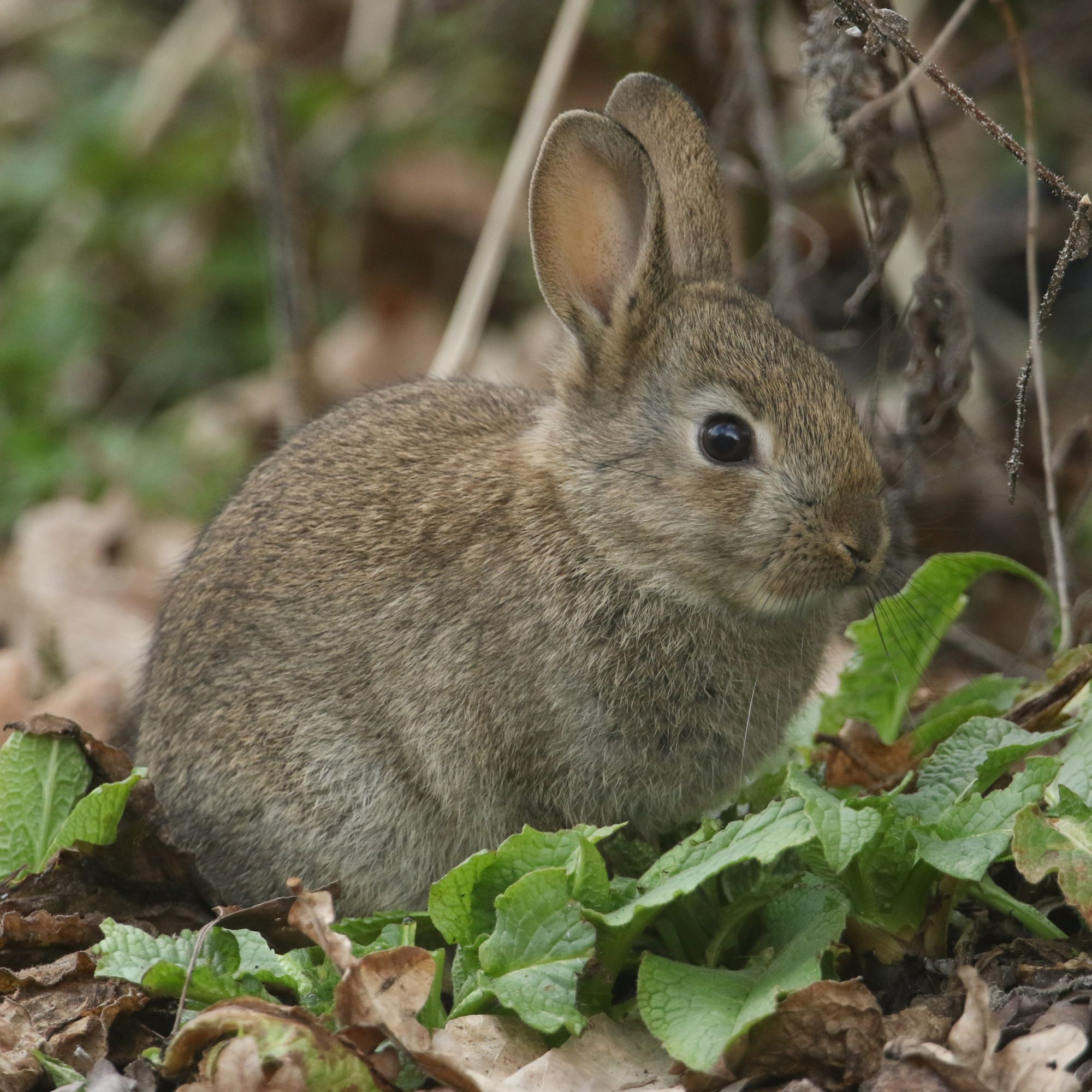 Wild rabbit