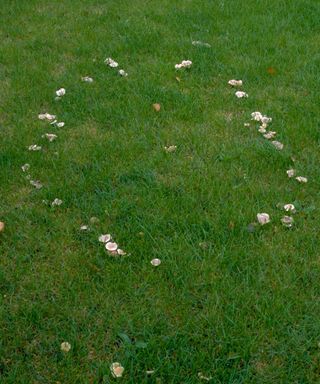 fairy ring of mushrooms in a lawn