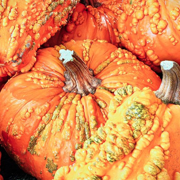 History Of Victor Winter Squash | Gardening Know How