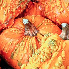 several up close bumpy, warty pumpkins/squash 
