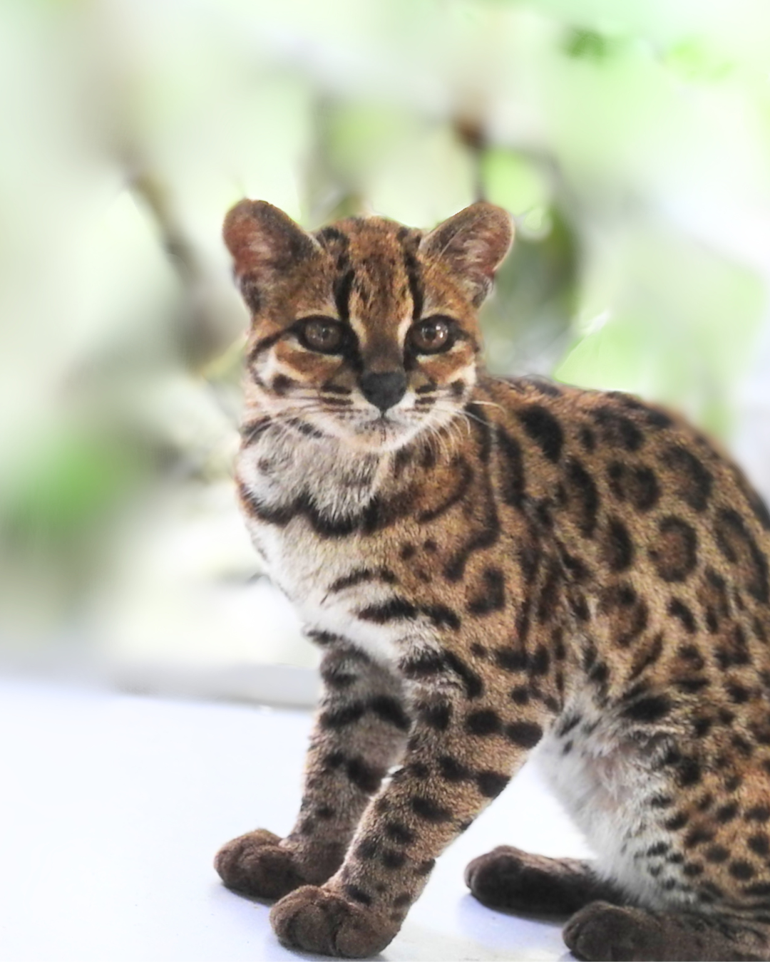 A spotted cat sits and looks to the right of the camera.