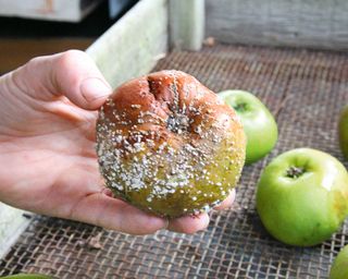 rotten apple in storage