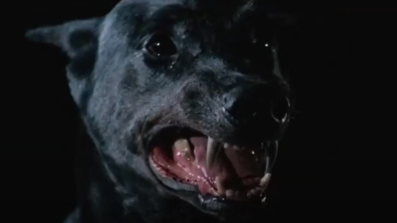 Zoltan from Dracula's Dog
