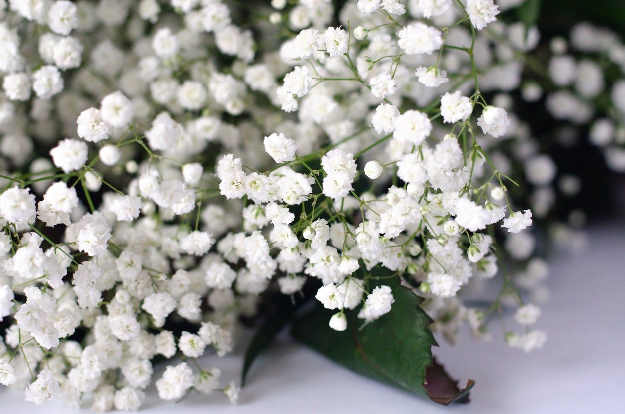 babys breath winter