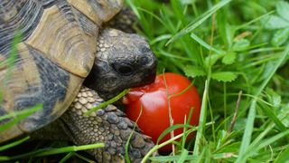 Tortoise eating ripe tomato