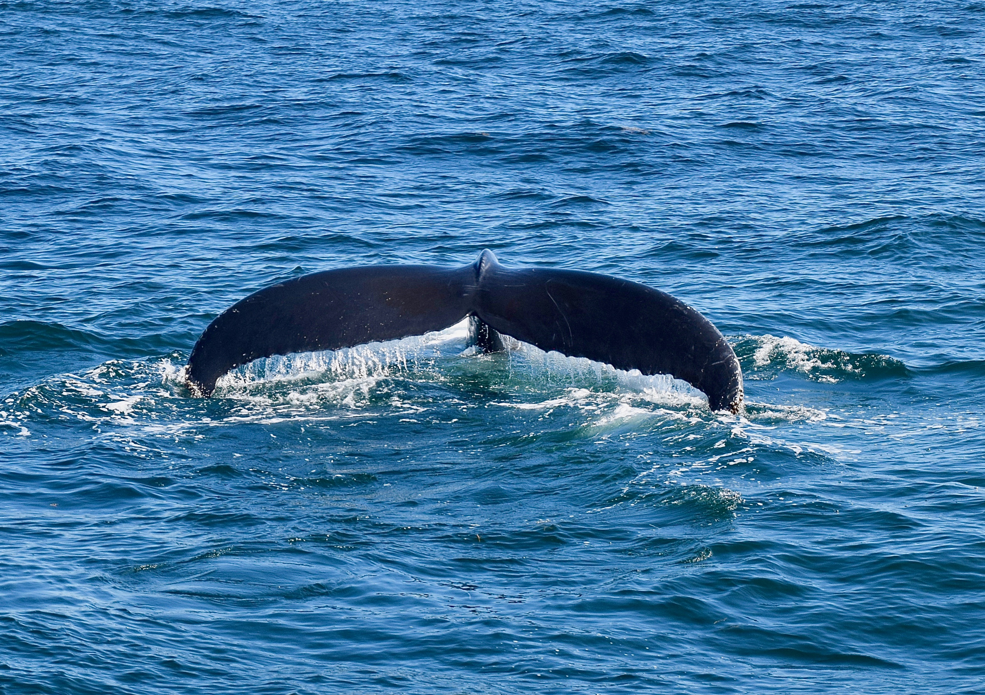 GuruShots - Nature&rsquo;s Masterpiece 2026