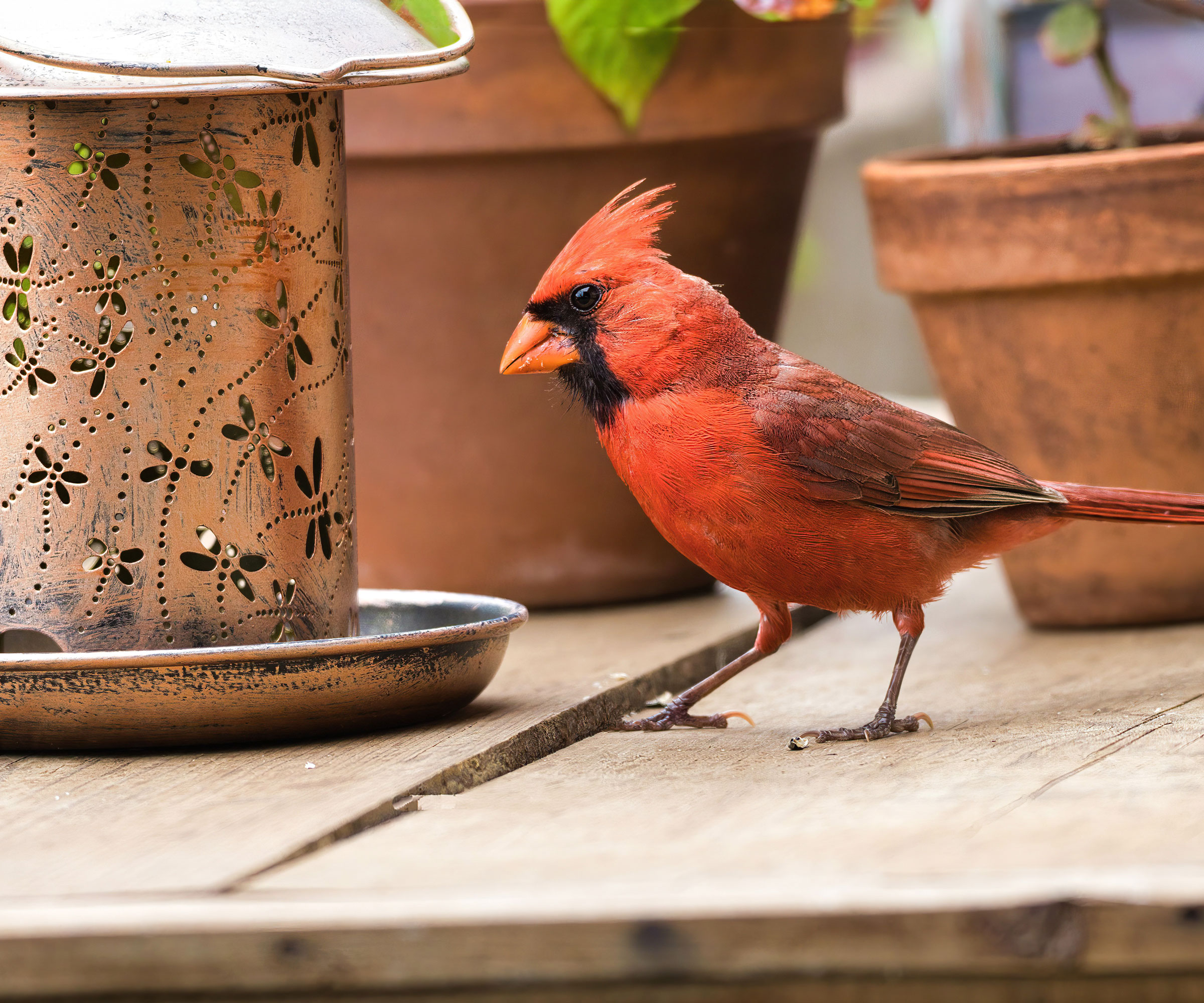 red cardinal bird on wooden table near copper feeder