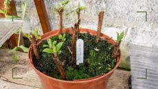 a pot of sprouting cuttings in a greenhouse to support an expert guide on how to take hardwood cuttings